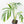 Monstera 'Croatii' (wk23-A)