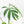 Monstera 'Croatii' (wk23-A)