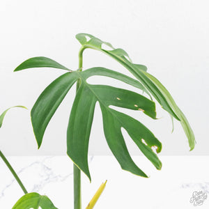 Monstera 'Croatii' (wk23-A)
