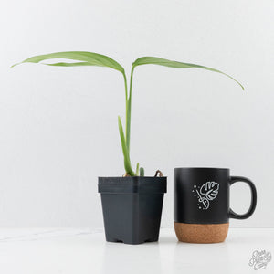 Monstera 'Croatii' (wk26-E)