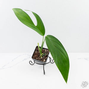 Monstera 'Croatii' (wk26-E)