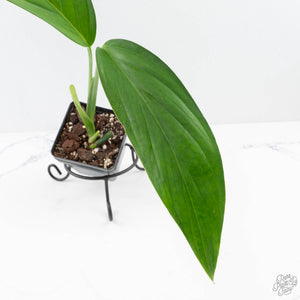 Monstera 'Croatii' (wk26-E)