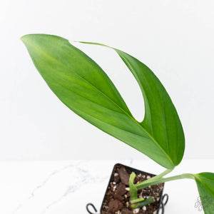 Monstera 'Croatii' (wk26-E)