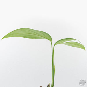 Monstera 'Croatii' (wk26-E)