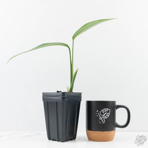 Monstera 'Croatii' (wk29-B)