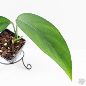 Monstera 'Croatii' (wk29-B)