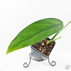 Monstera 'Croatii' (wk29-B)