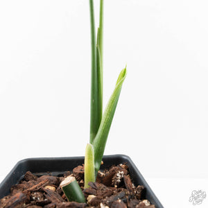 Monstera 'Croatii' (wk29-B)