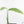 Monstera 'Croatii' (wk29-B)