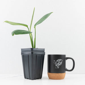 Monstera 'Croatii' (wk30-S)