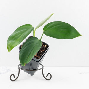 Monstera 'Croatii' (wk30-S)