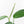 Monstera 'Croatii' (wk30-S)
