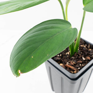 Monstera 'Croatii' (wk30-S)