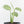 Monstera 'Croatii' (wk30-S)