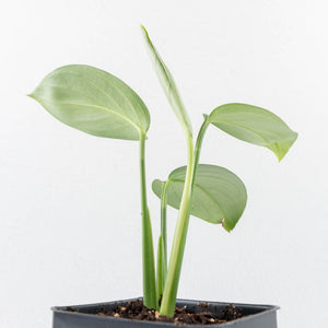 Monstera 'Croatii' (wk30-S)