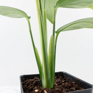 Monstera 'Croatii' (wk37-L135)