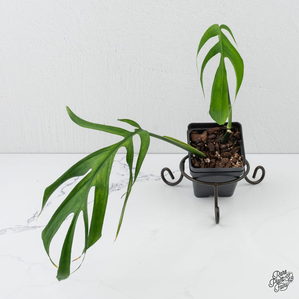 Monstera 'Croatii' (wk3-A)