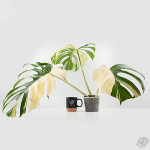 Monstera Deliciosa Mint Variegated NOID (Intermediate Form) (wk27-F)