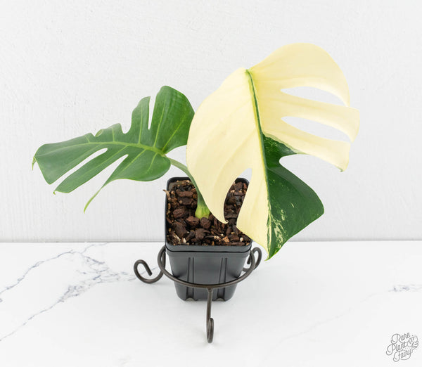 Monstera Deliciosa Mint Variegated NOID (Intermediate Form) (wk11-B)