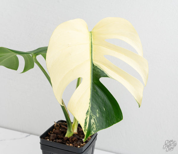 Monstera Deliciosa Mint Variegated NOID (Intermediate Form) (wk11-B)