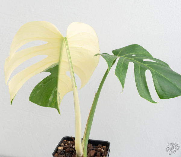 Monstera Deliciosa Mint Variegated NOID (Intermediate Form) (wk11-B)
