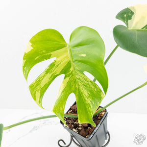 Monstera Deliciosa Albo Variegated (Large Form) (wk17-UB)