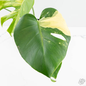 Monstera Deliciosa Albo Variegated (Large Form) (wk17-UB)