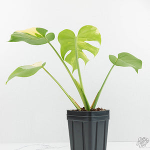 Monstera Deliciosa Albo Variegated (Large Form) (wk17-UB)