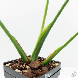 Monstera Deliciosa Albo Variegated (Large Form) (wk17-UB)