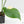 Monstera Deliciosa Albo Variegated (Large Form) (wk17-UB)
