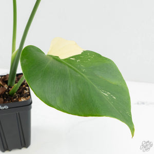 Monstera Deliciosa Albo Variegated (Large Form) (wk17-UB)