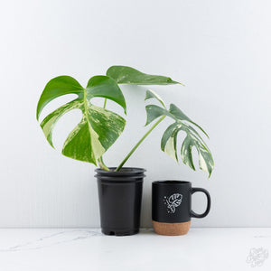 Monstera Deliciosa Albo Variegated (Brazilian Form) (wk10-UD)