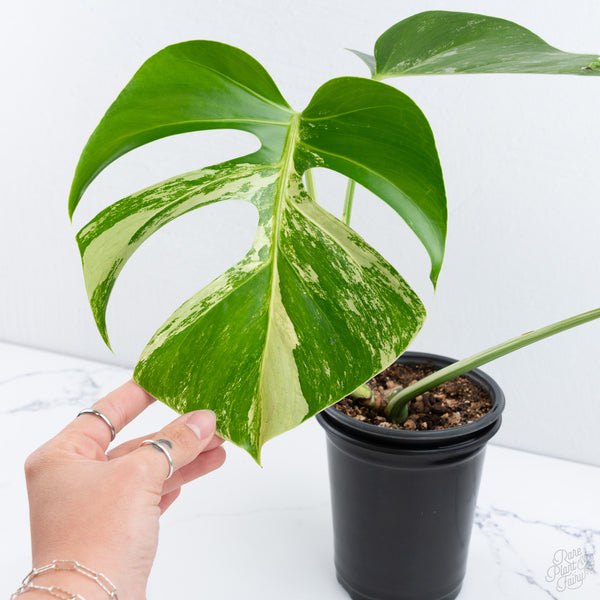 Monstera Deliciosa Albo Variegated (Brazilian Form) (wk10-UD)