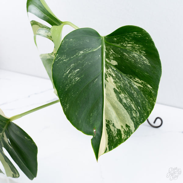 Monstera Deliciosa Albo Variegated (Brazilian Form) (wk10-UD)