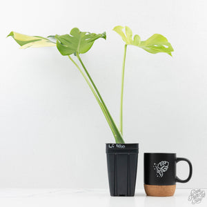 Monstera Deliciosa Albo Variegated (Large Form) (wk25-UB)