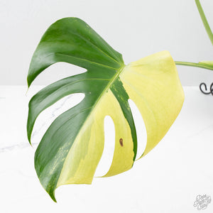 Monstera Deliciosa Albo Variegated (Large Form) (wk25-UB)