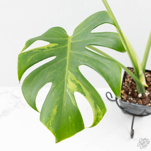 Monstera Deliciosa Albo Variegated (Large Form) (wk25-UB)
