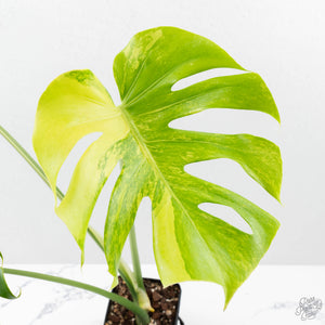Monstera Deliciosa Albo Variegated (Large Form) (wk25-UB)