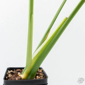 Monstera Deliciosa Albo Variegated (Large Form) (wk25-UB)