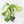 Monstera Deliciosa Albo Variegated (Small Form/Borsigiana) (wk28-F)