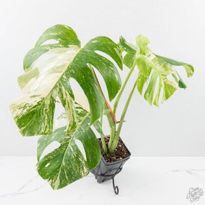 Monstera Deliciosa Albo Variegated (Small Form/Borsigiana) (wk28-F)