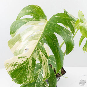 Monstera Deliciosa Albo Variegated (Small Form/Borsigiana) (wk28-F)