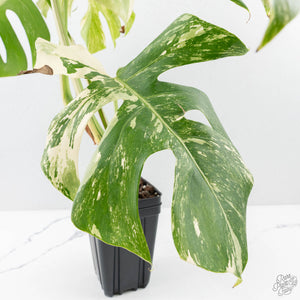 Monstera Deliciosa Albo Variegated (Small Form/Borsigiana) (wk28-F)