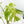 Monstera Deliciosa Albo Variegated (Small Form/Borsigiana) (wk28-F)