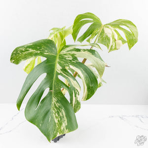 Monstera Deliciosa Albo Variegated (Small Form/Borsigiana) (wk28-F)