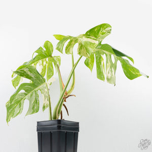 Monstera Deliciosa Albo Variegated (Small Form/Borsigiana) (wk28-F)