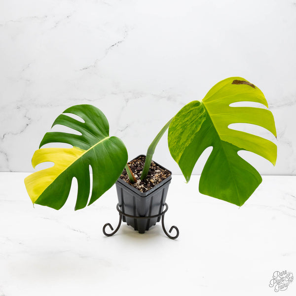 Monstera Deliciosa Aurea Variegated (Large Form) (wk10-C)