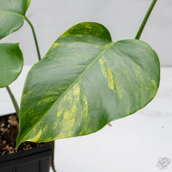 Monstera Deliciosa Aurea Variegated (Small Form/Borsigiana) (wk10-A)