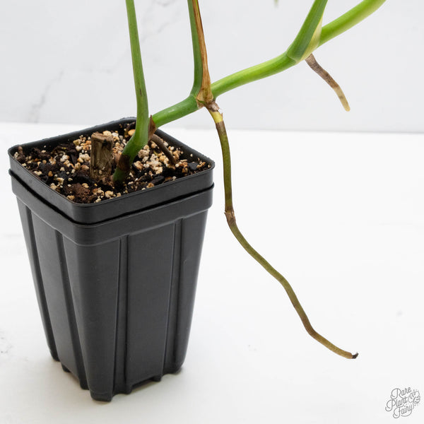 Monstera Deliciosa Aurea Variegated (Small Form/Borsigiana) (wk10-A)