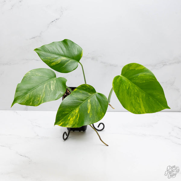 Monstera Deliciosa Aurea Variegated (Small Form/Borsigiana) (wk10-A)